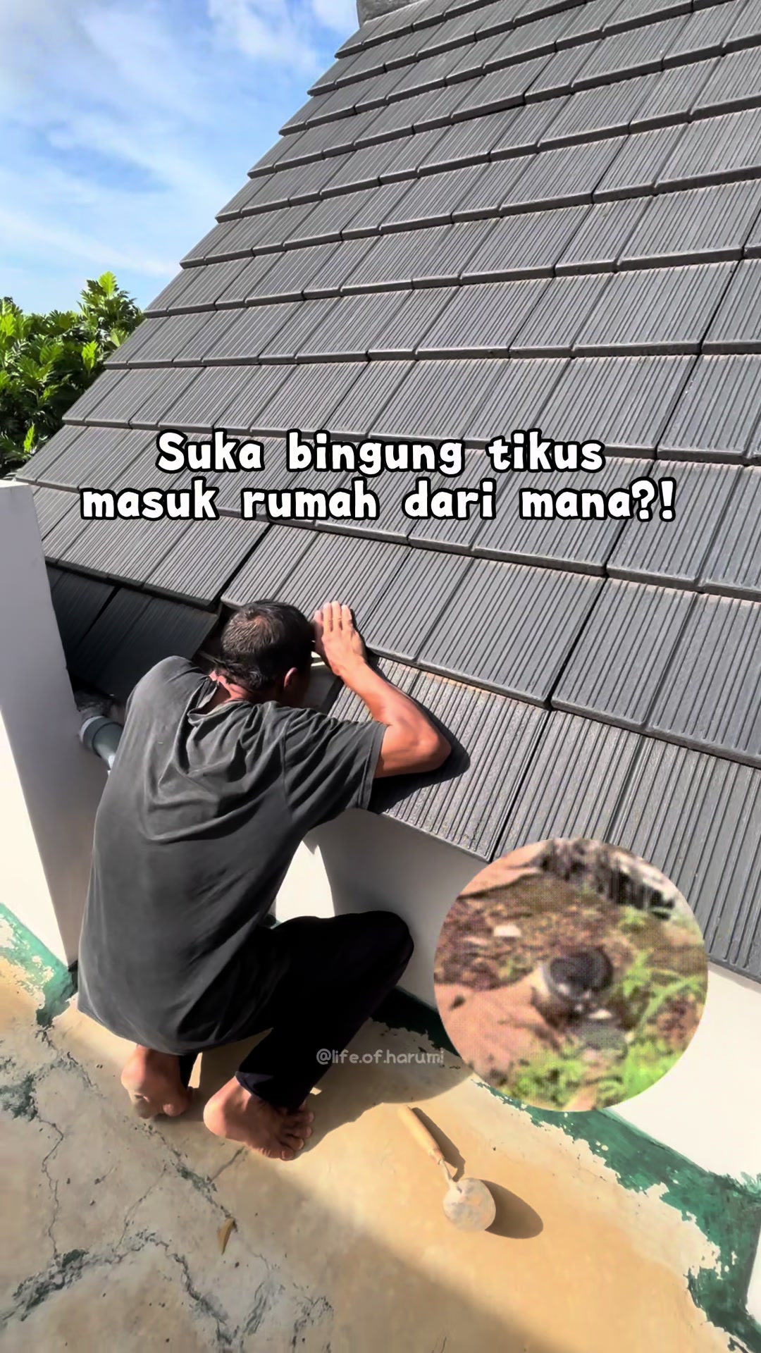 @harumihouse