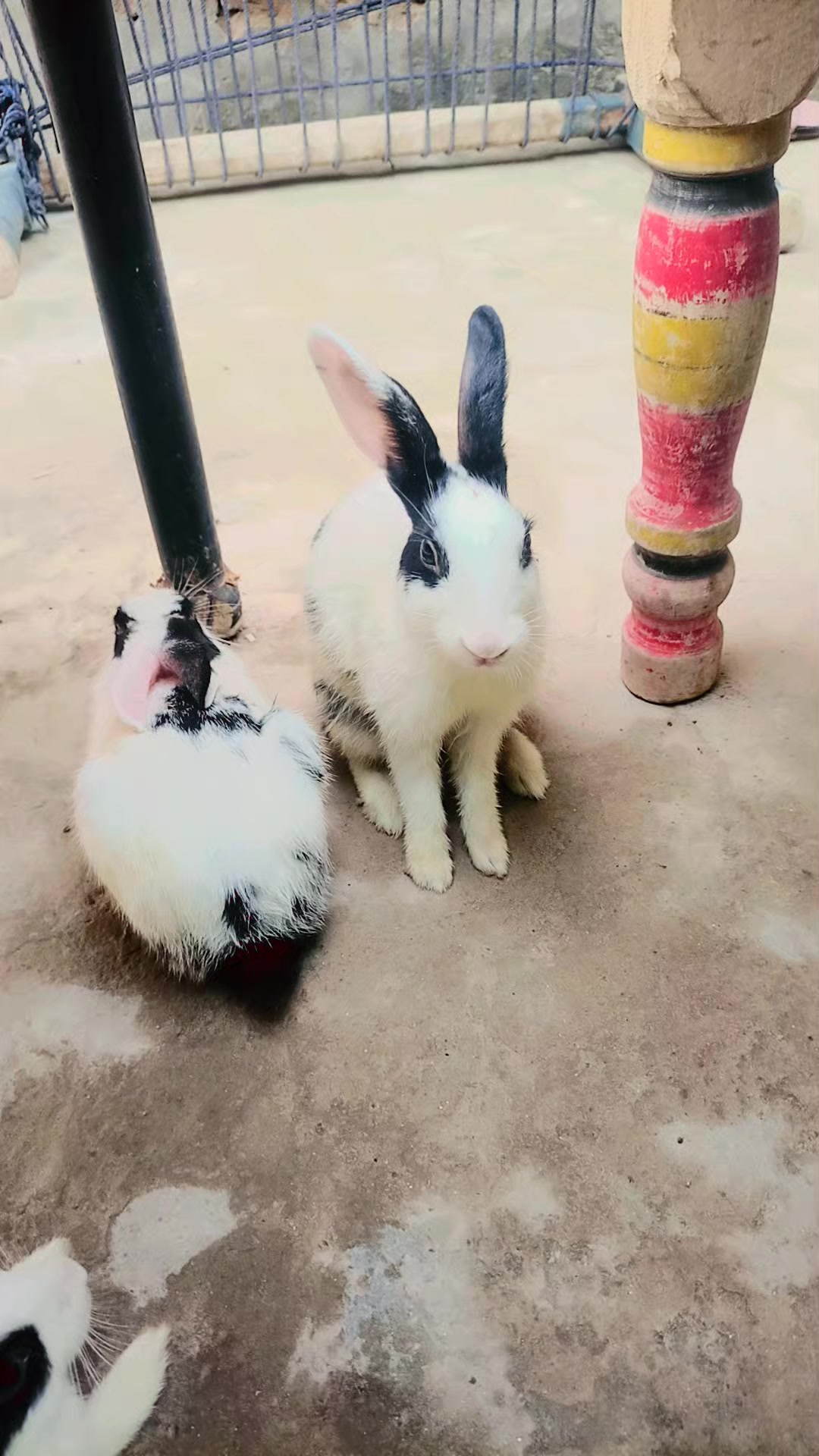 @🇵🇰 میاں صاحب 🇵🇰 🚭 𝑵𝒐 🚭