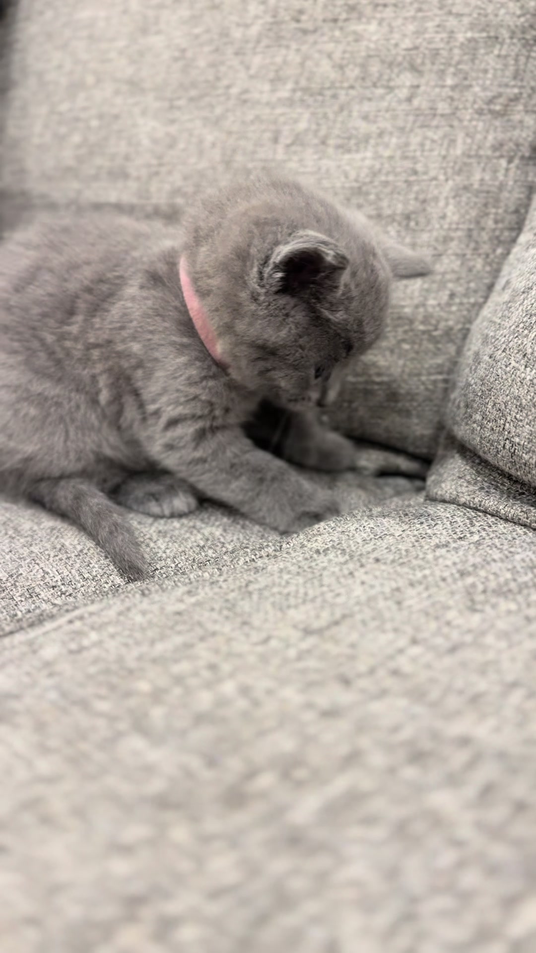 @LotsOfCat