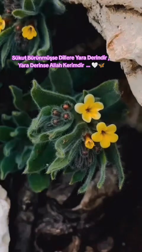@barışakat