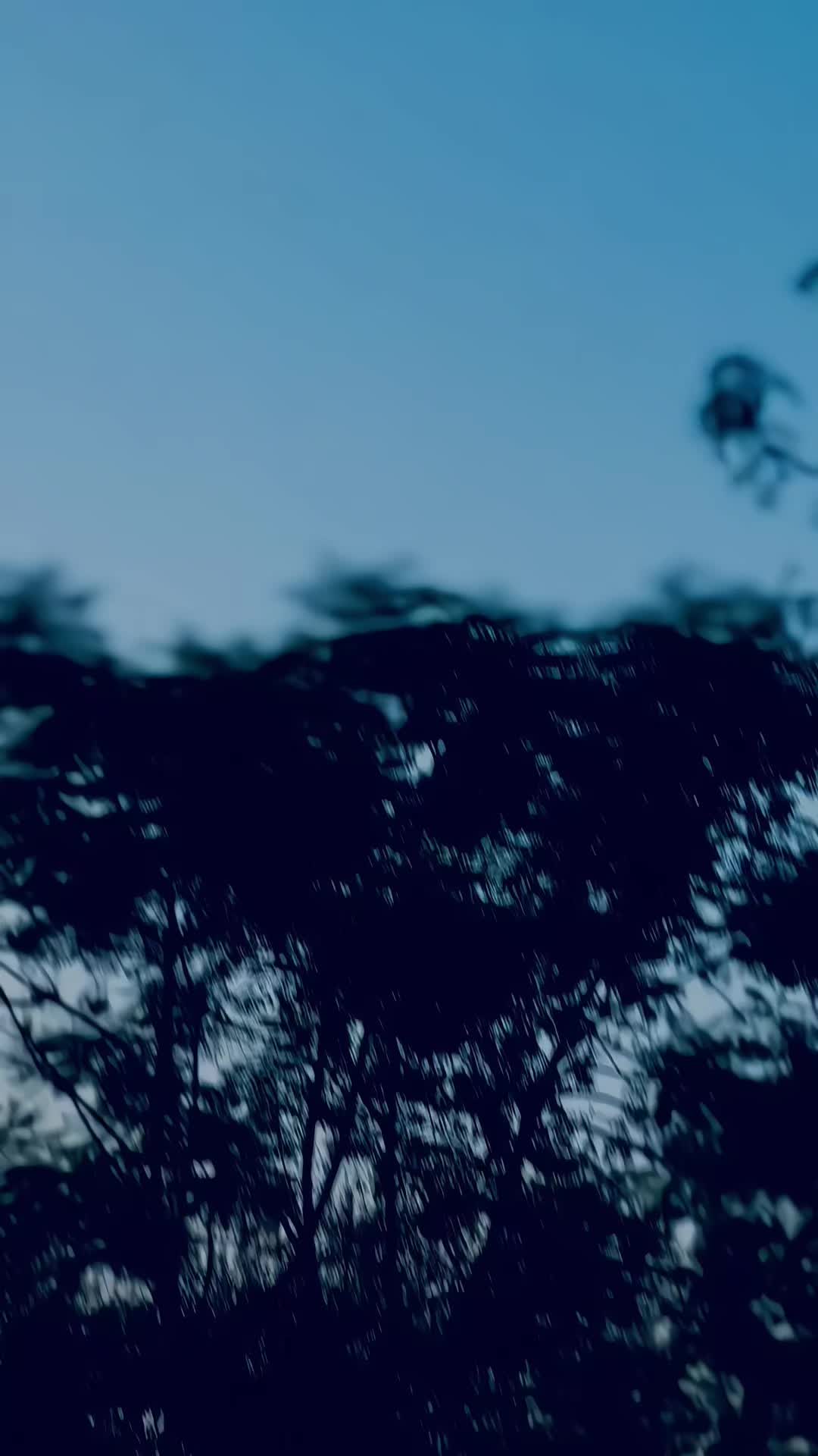@⫷z⫸⫷R⫸༒