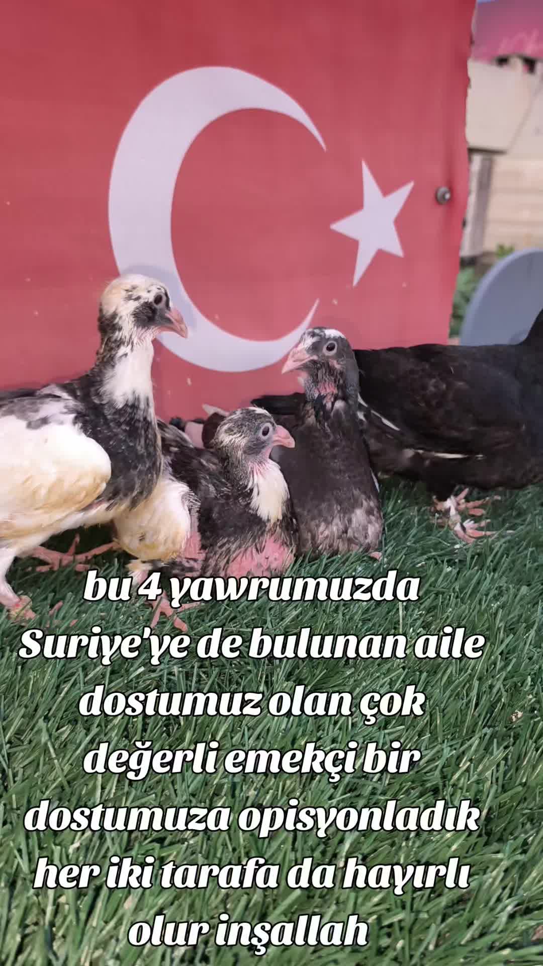 @0163Adanabatarkusu_federasyonu