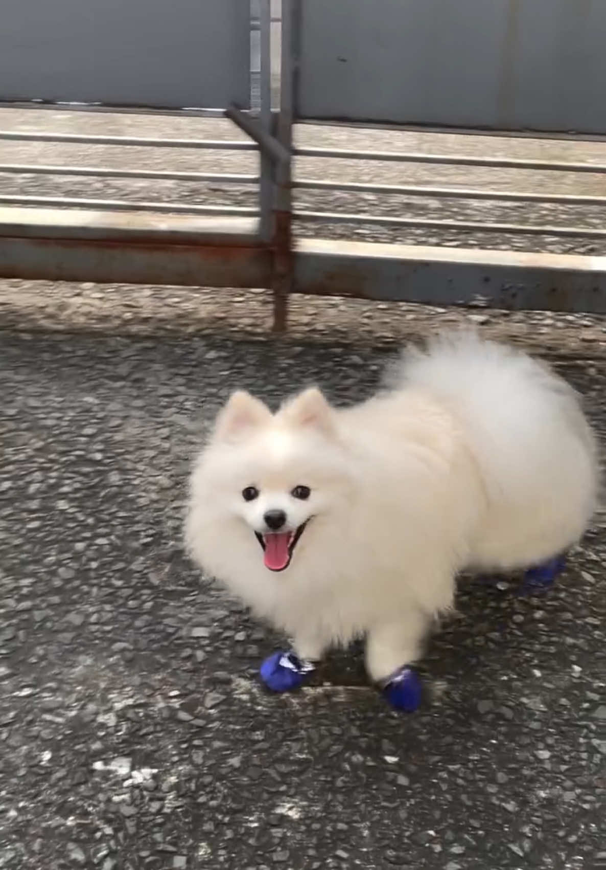 @G H O S T TheRunnerPom
