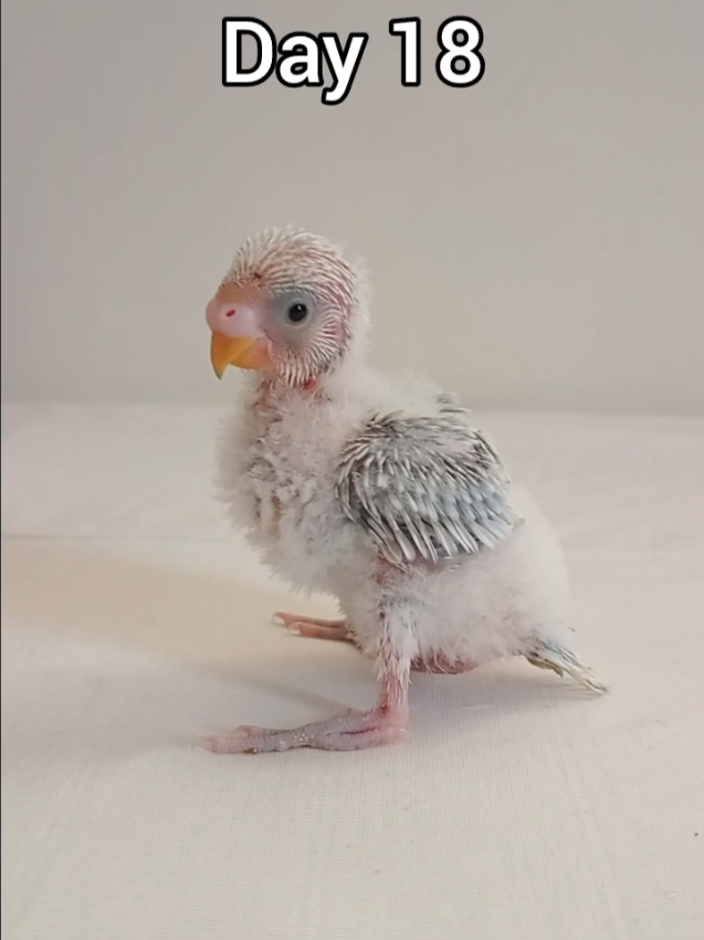 @Budgies108