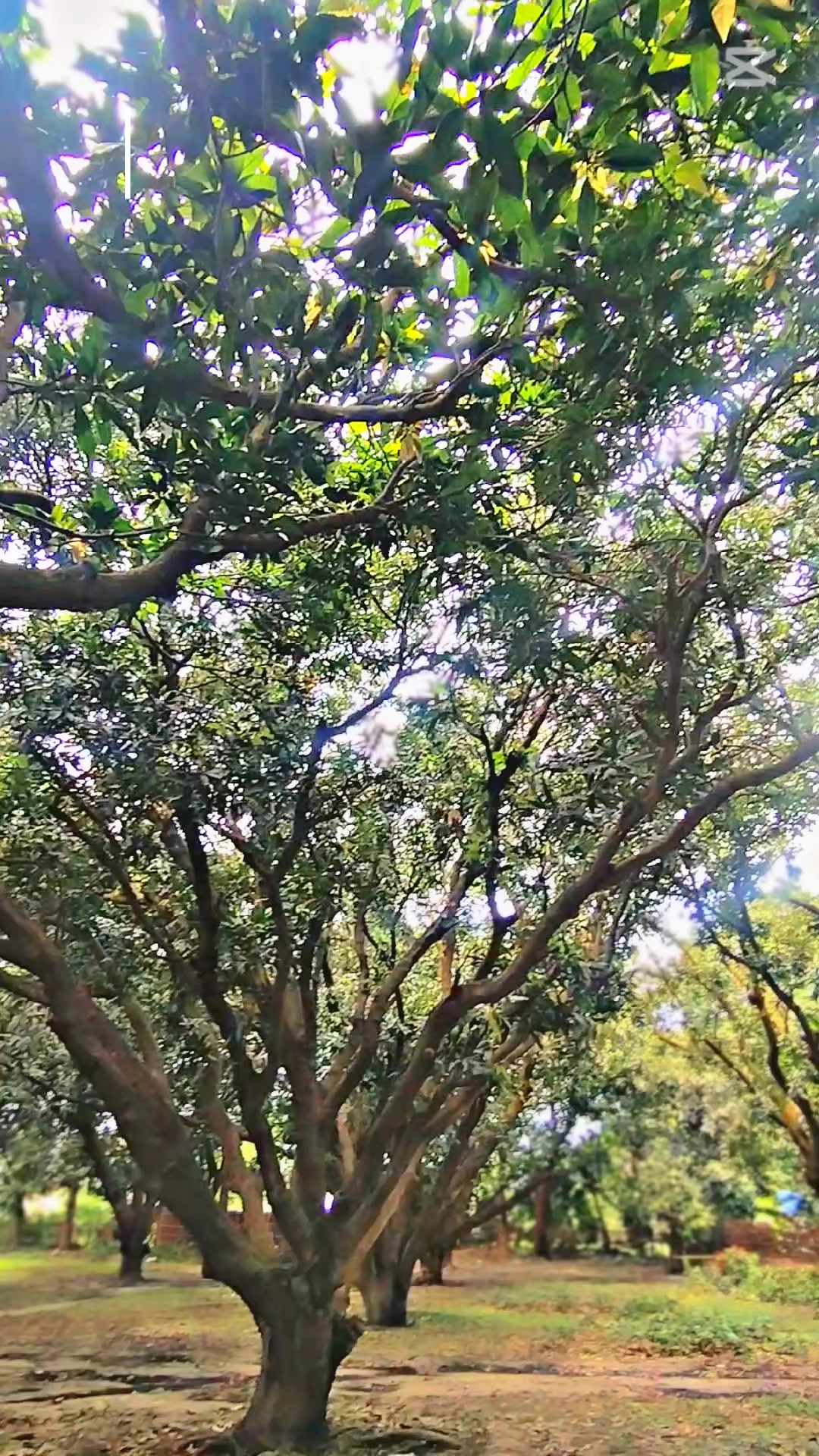 @🤟आयो  दोलखाली ब्राण्ड🤟