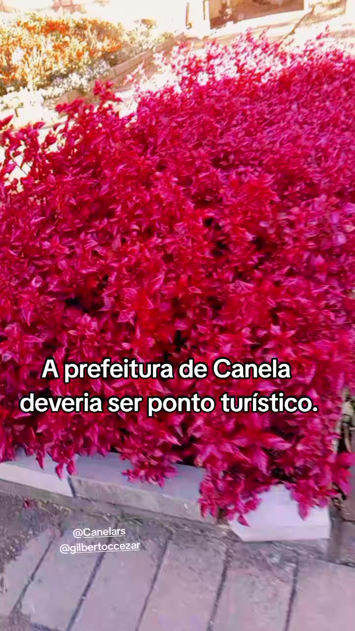 @Denise ga&uacute;cha🌪⚡️🧡