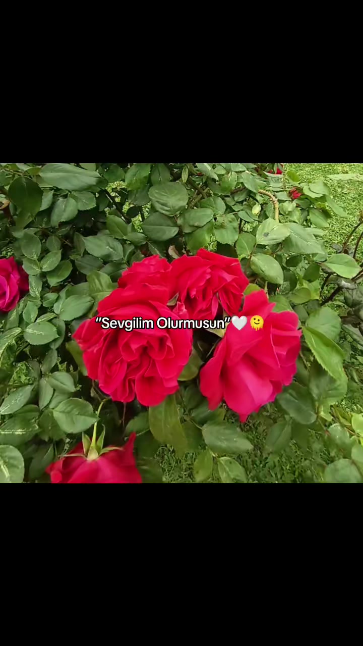 @Nuray
