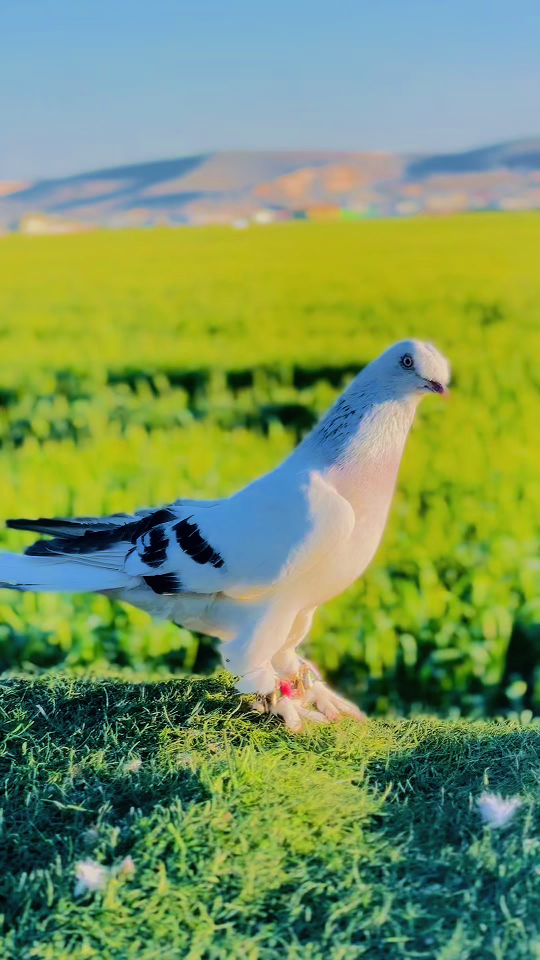 @_𝐤𝐢𝐦 𝐛𝐮 𝐞𝐥𝐯𝐚𝐧𝐜𝛊_
