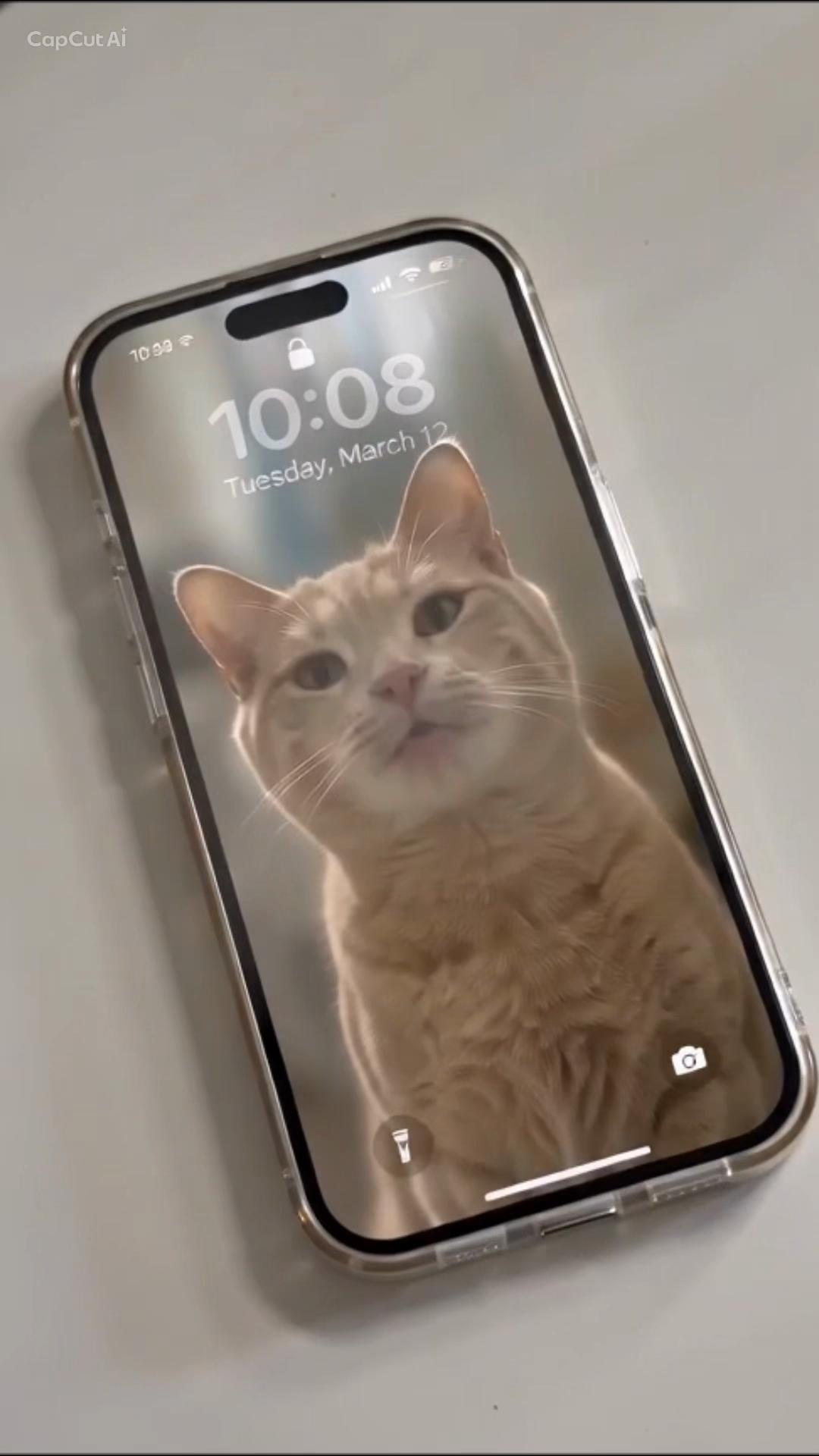 @North Toronto Cat Rescue