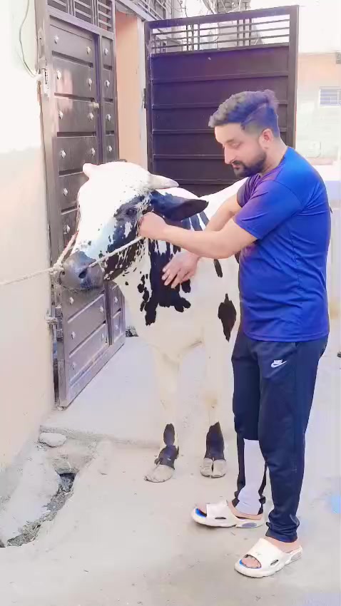 @راجہ شاہ رخ ایم ایس ایف