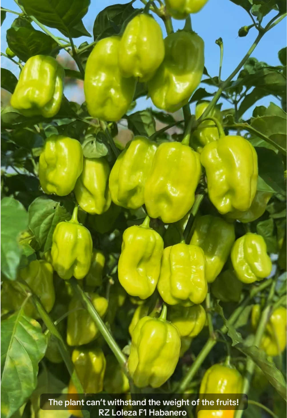 @Janda Farms 🇬🇲