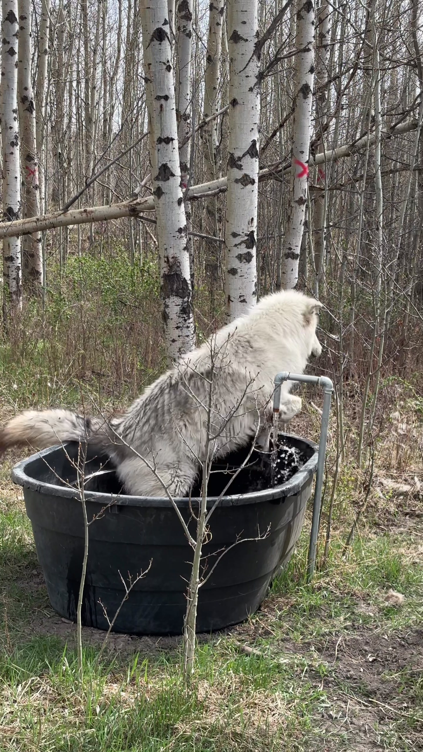 @Yamnuska Wolfdog Sanctuary