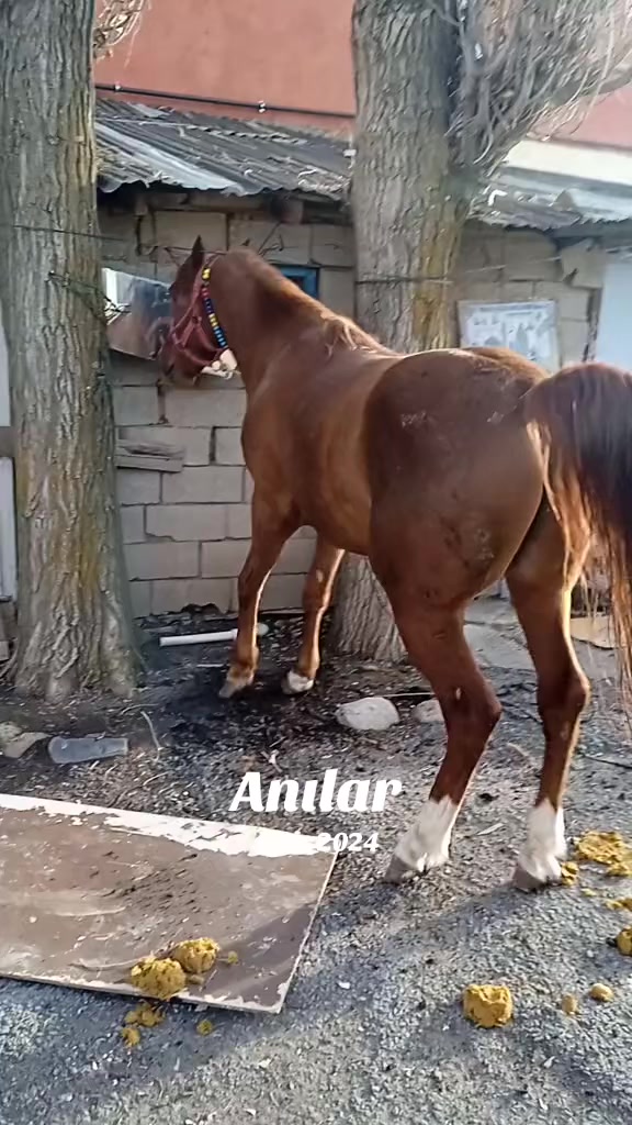 @emircan Öğcü