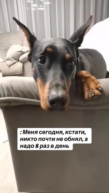 @Доберман Шелби