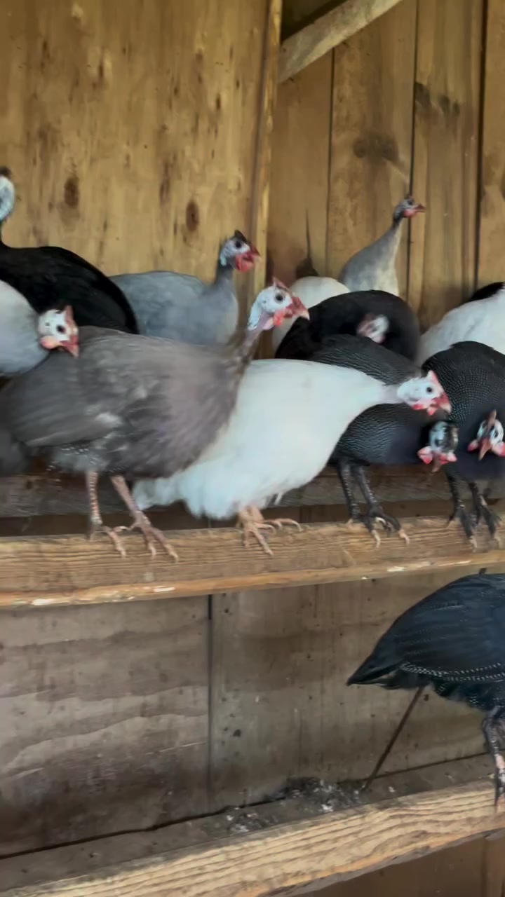@Əziz Kürdəxanı FARM 𐱅𐰇𐰼𐰰