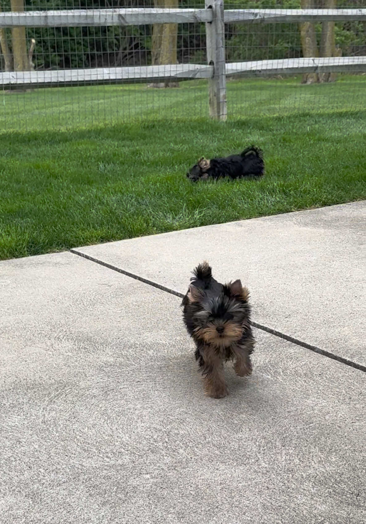 @Kimbrays Yorkies