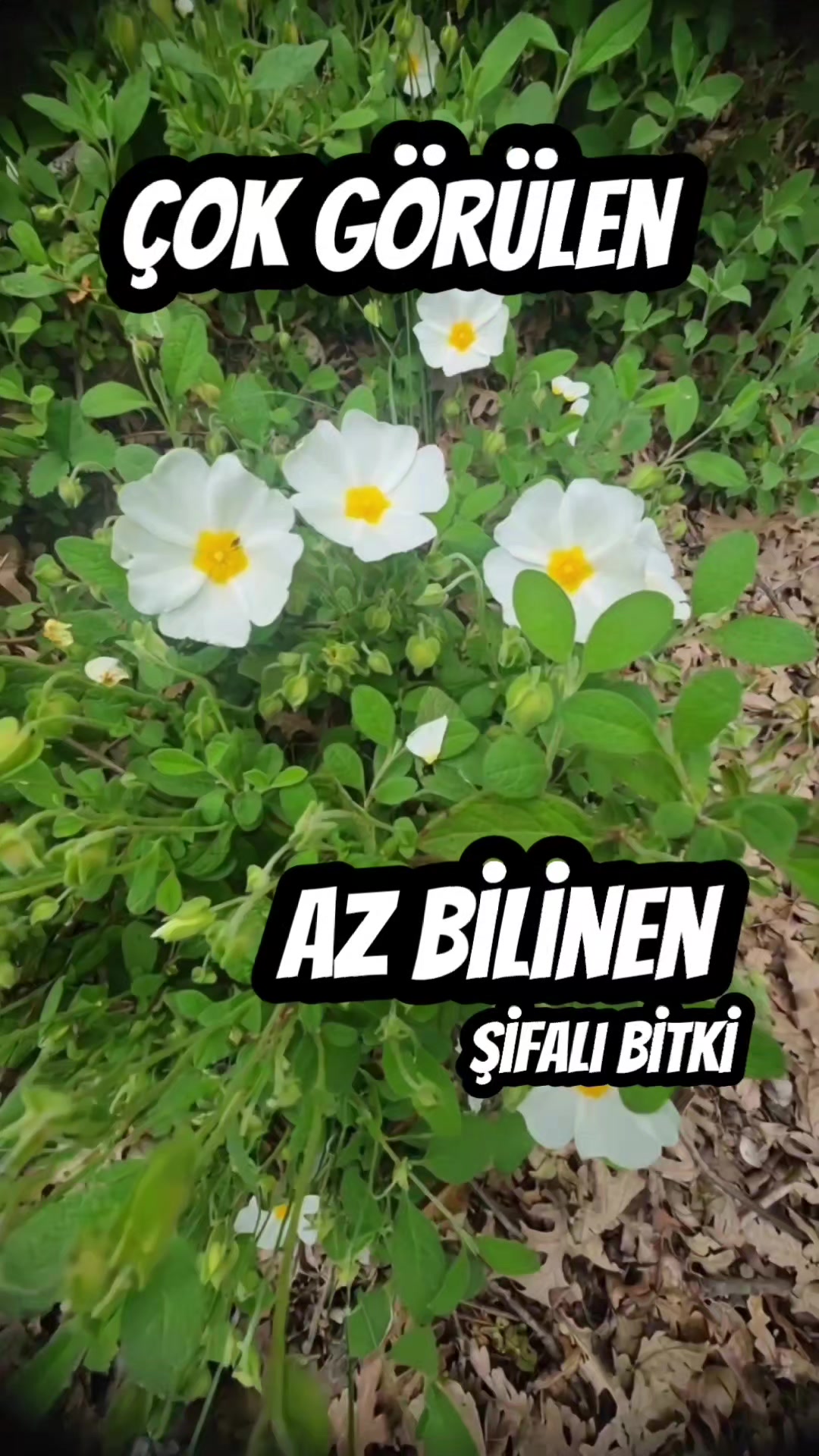 @Kamuran Arslan