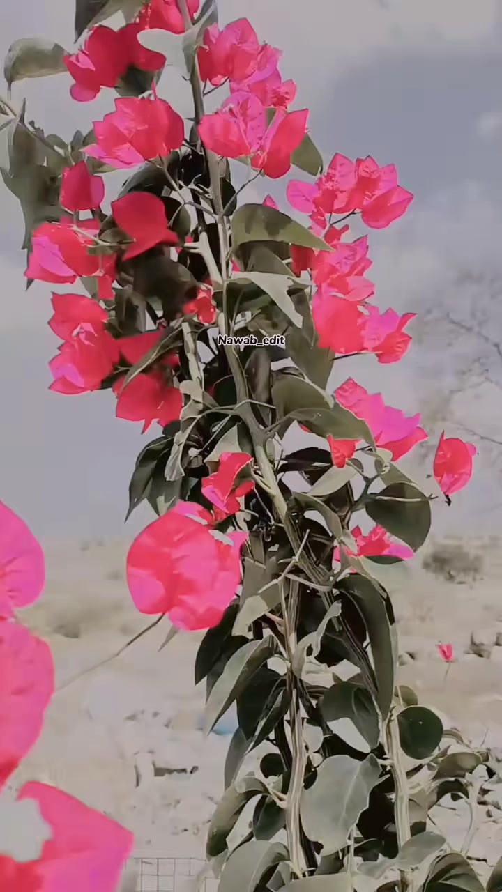 @Shafqat Khosa 333