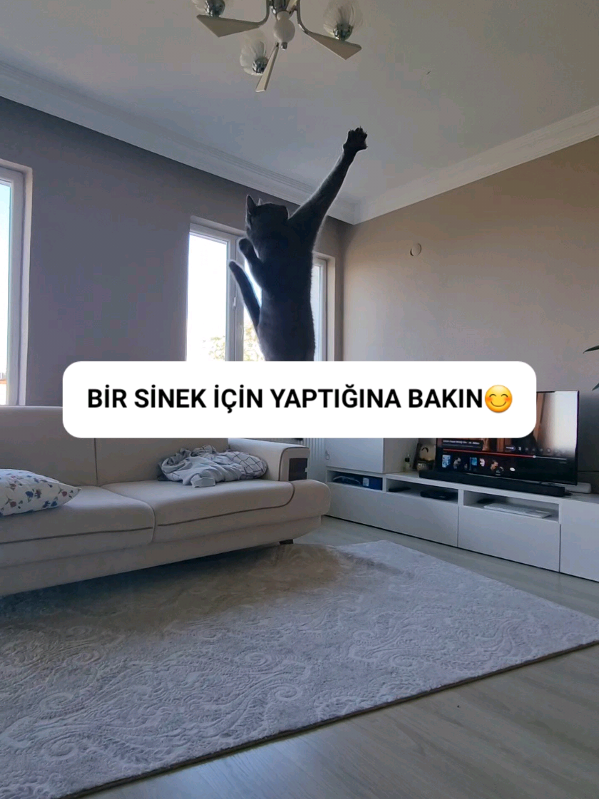 @kedichico