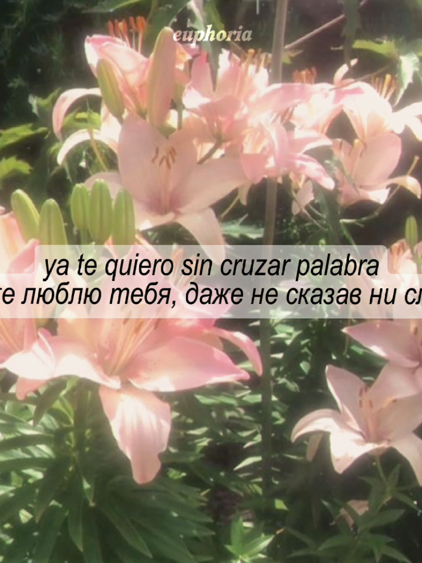 @'.𝙚́𝙪𝙥𝙝𝙤𝙧𝙞𝙖`🪷 ˎˊ˗