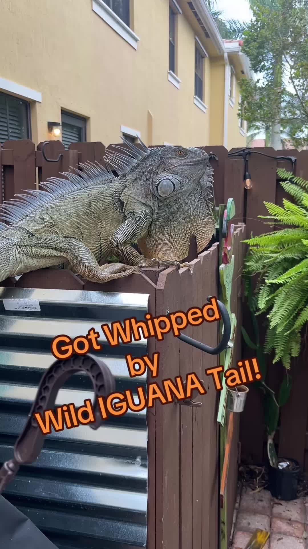 @Fun Facts or Fiction