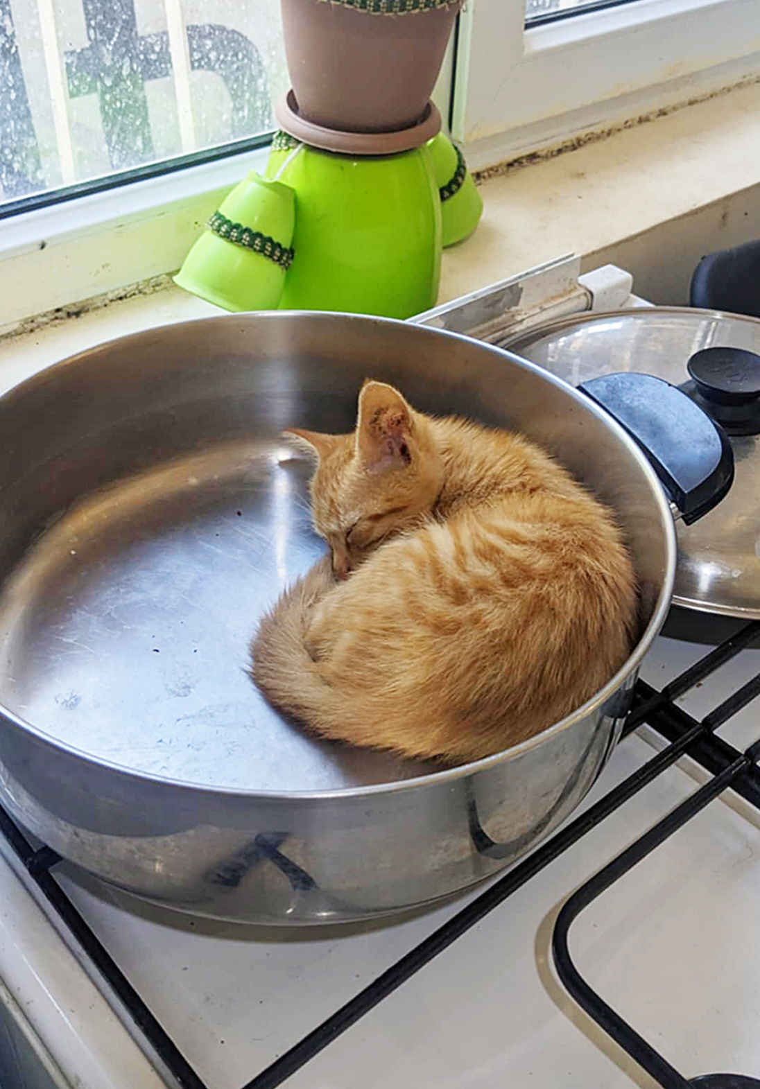 @CAToo Cat Rescue Armenia