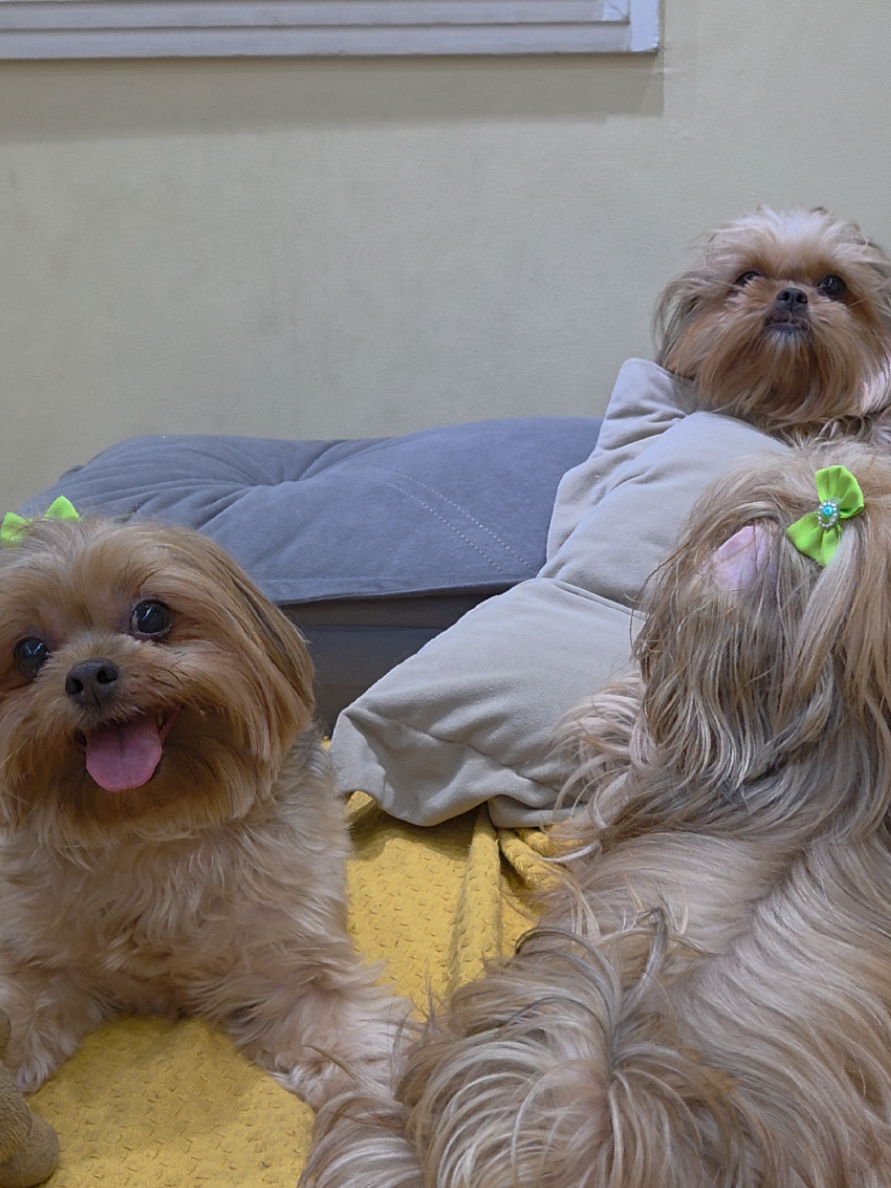 @Trio Pet Love