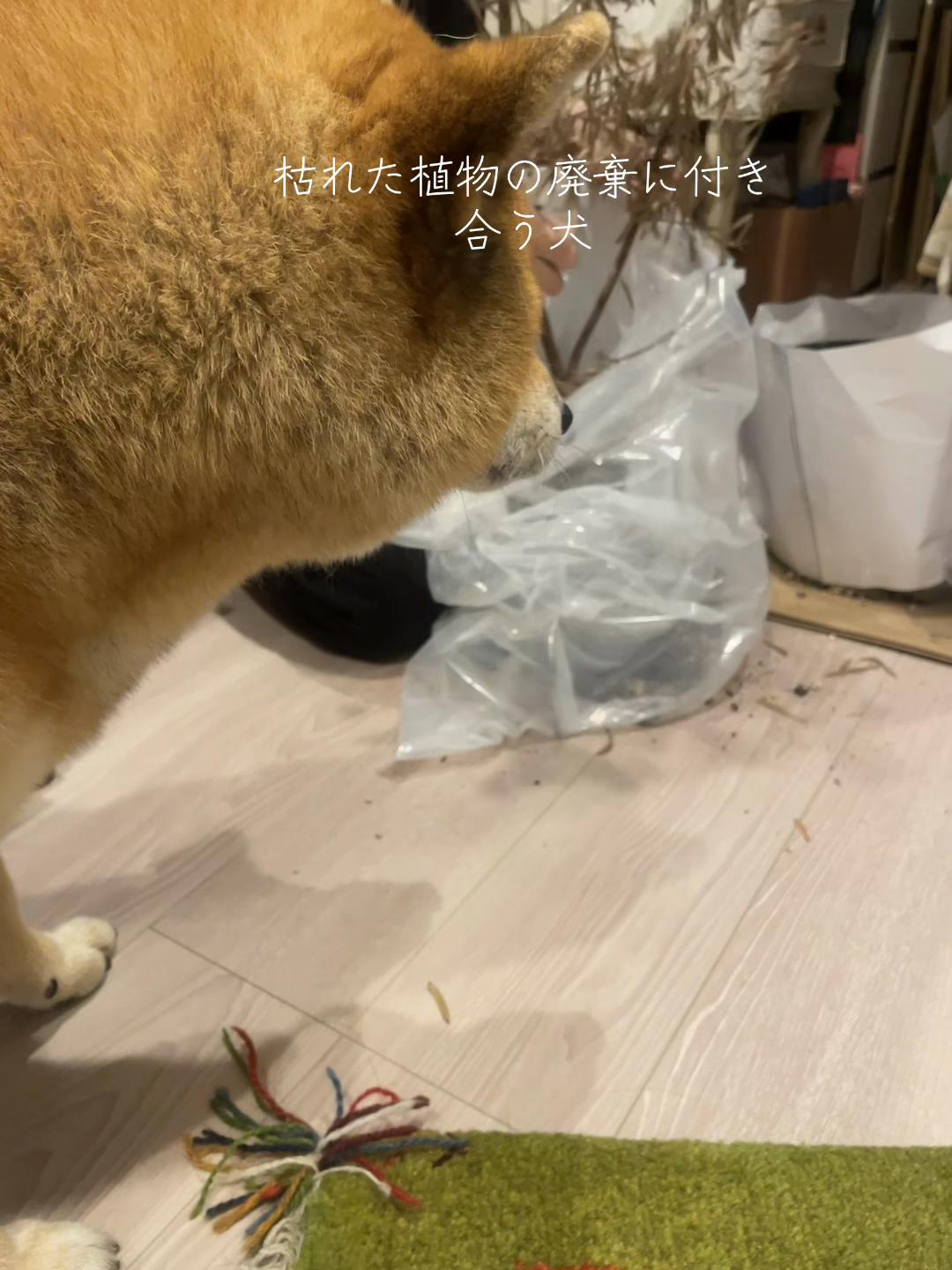 @柴犬むーちゃん
