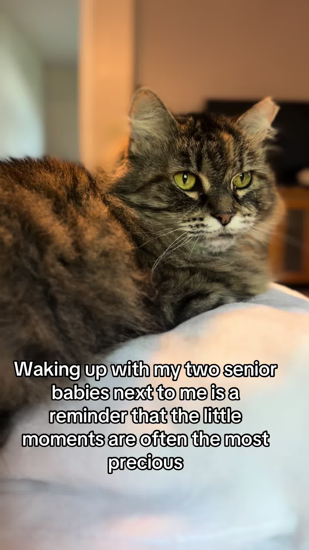 @POLLITO CAT