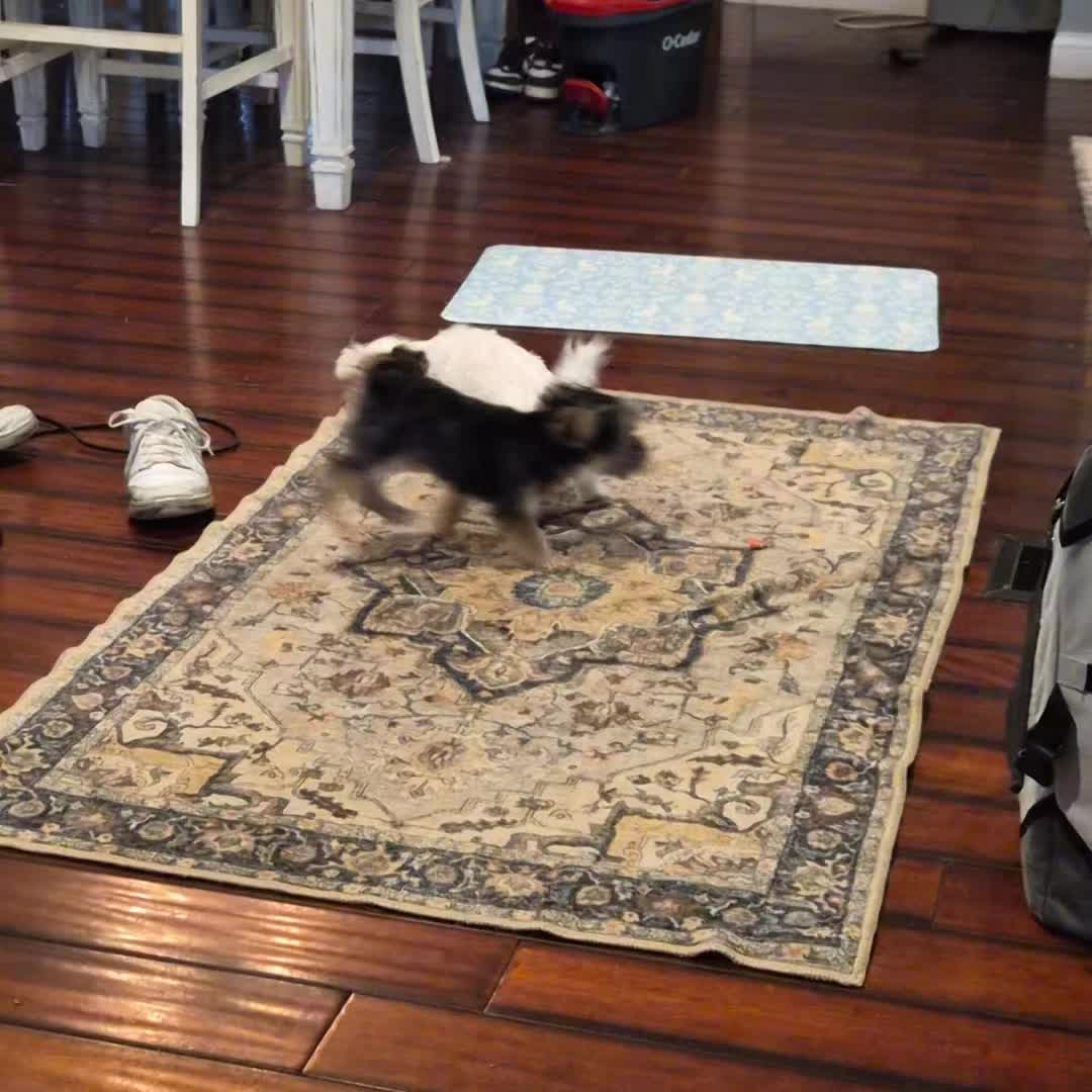 @Barb's Precious Pups