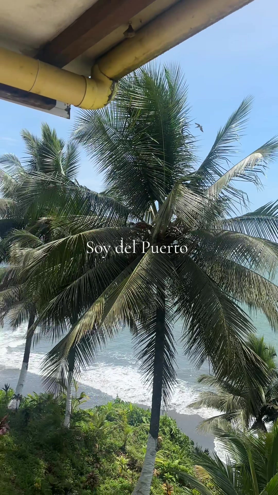 @Soy del Puerto 💛💚