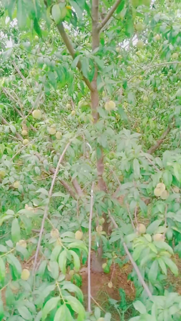 @محمد رحمان چیچا وطنی 4224 LRO