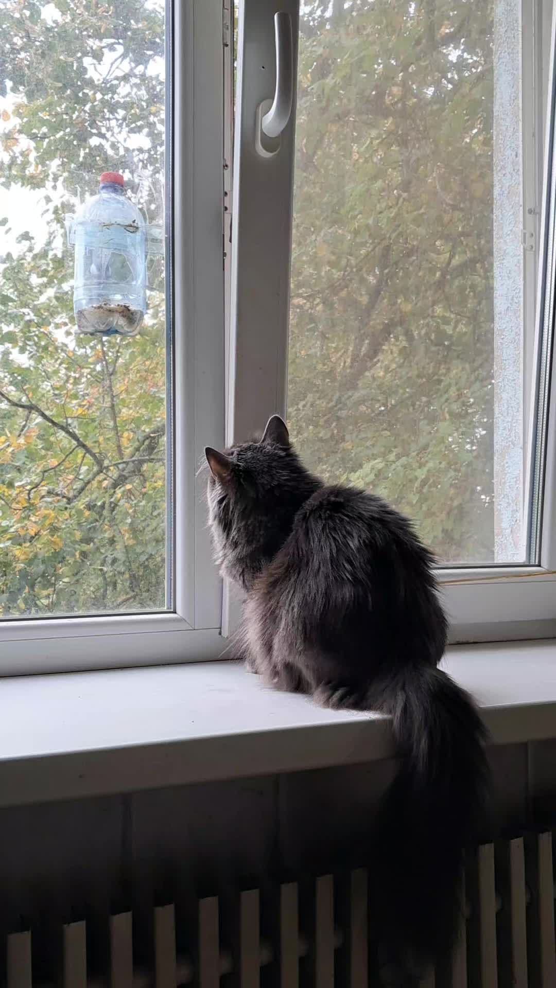 @Коти з Харківщини