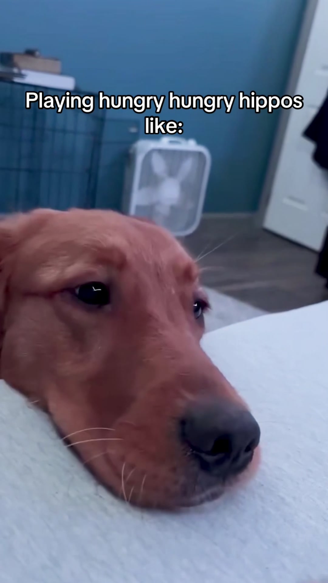 @Funny dogdia80
