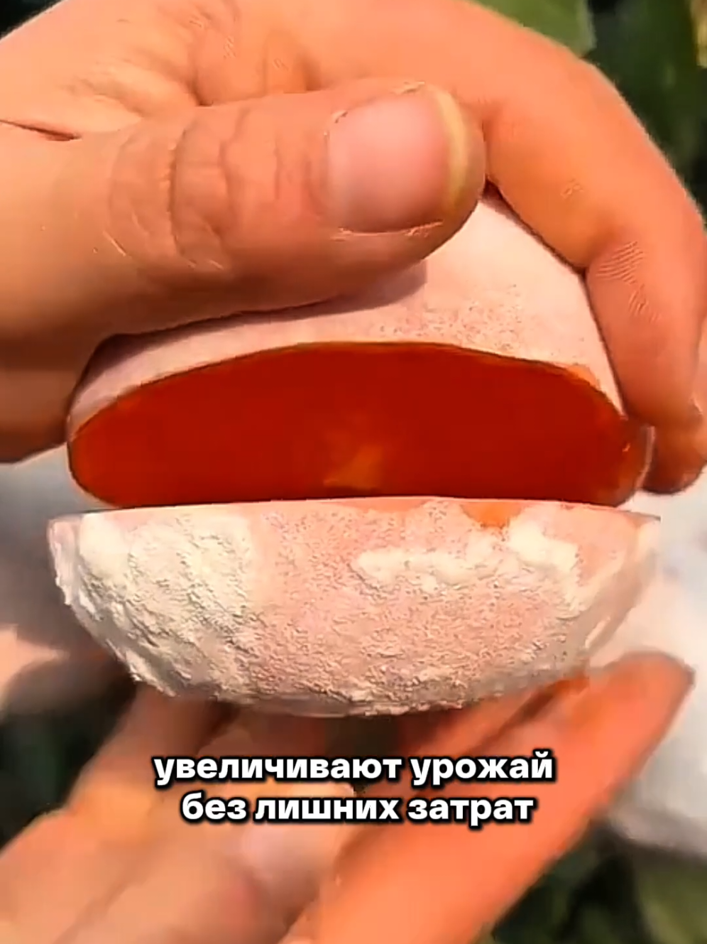 @Igor Ganea