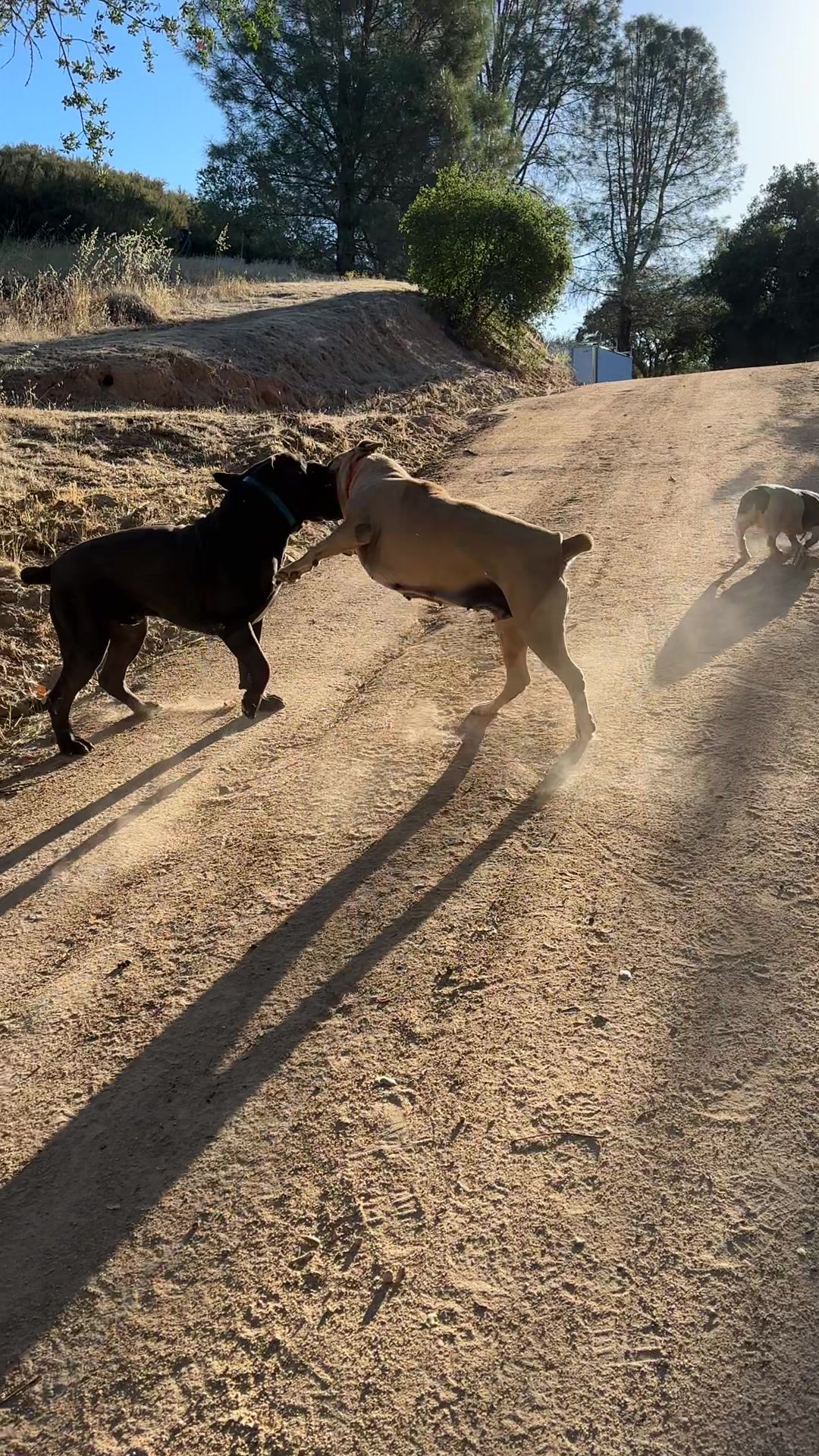 @Bigfoot Boerboels
