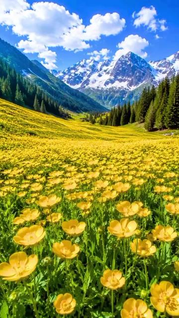 @💚Green Heart🇦🇿Yaşıl Ürək💚