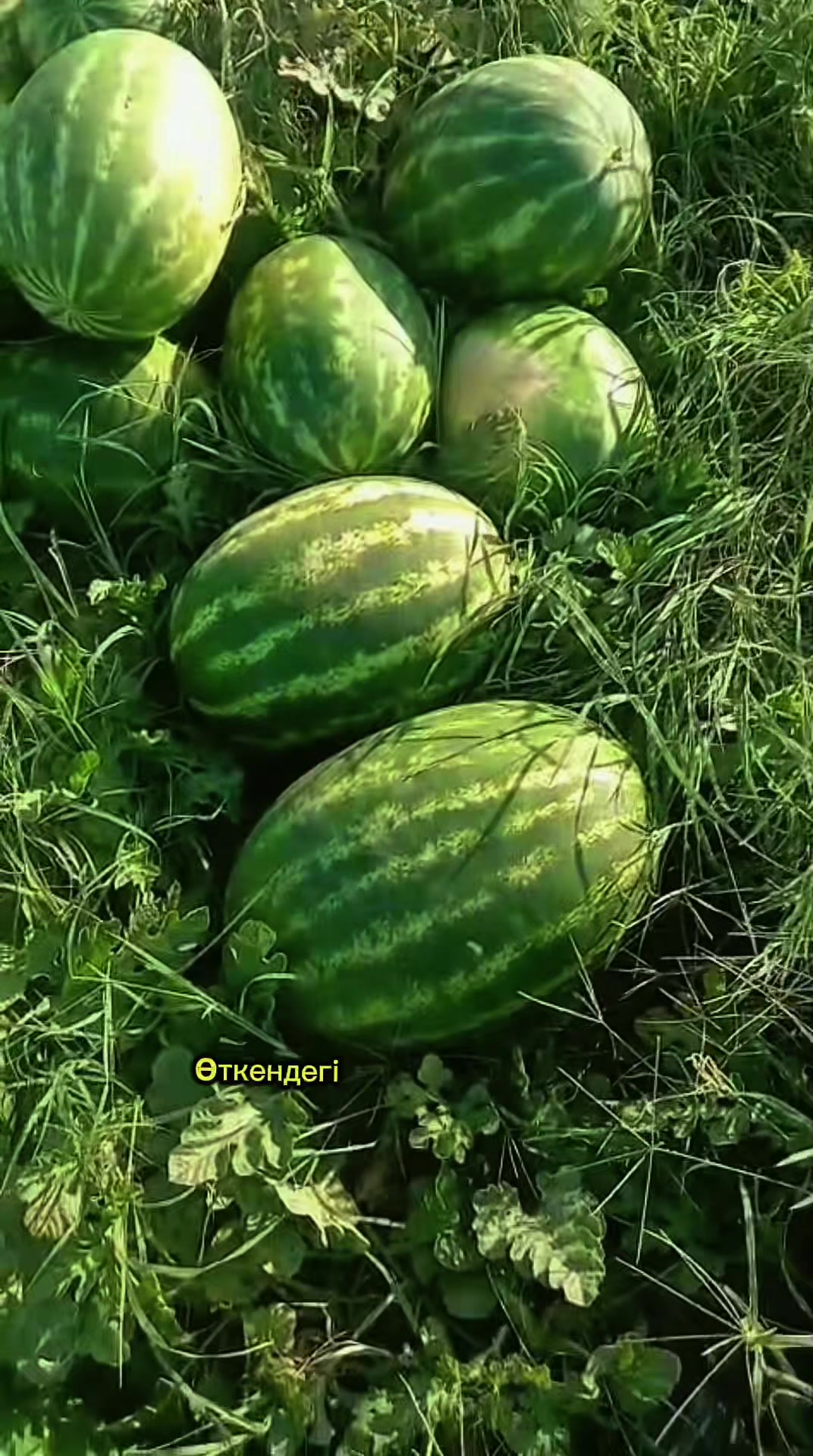 @Expert Agro Seeds