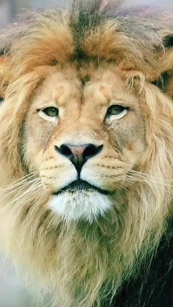 @๐ ๐ฆ KING LION๐ฆ๐
