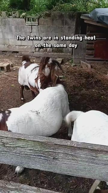 @Kinohi Poultry/ JCK Boer Goats