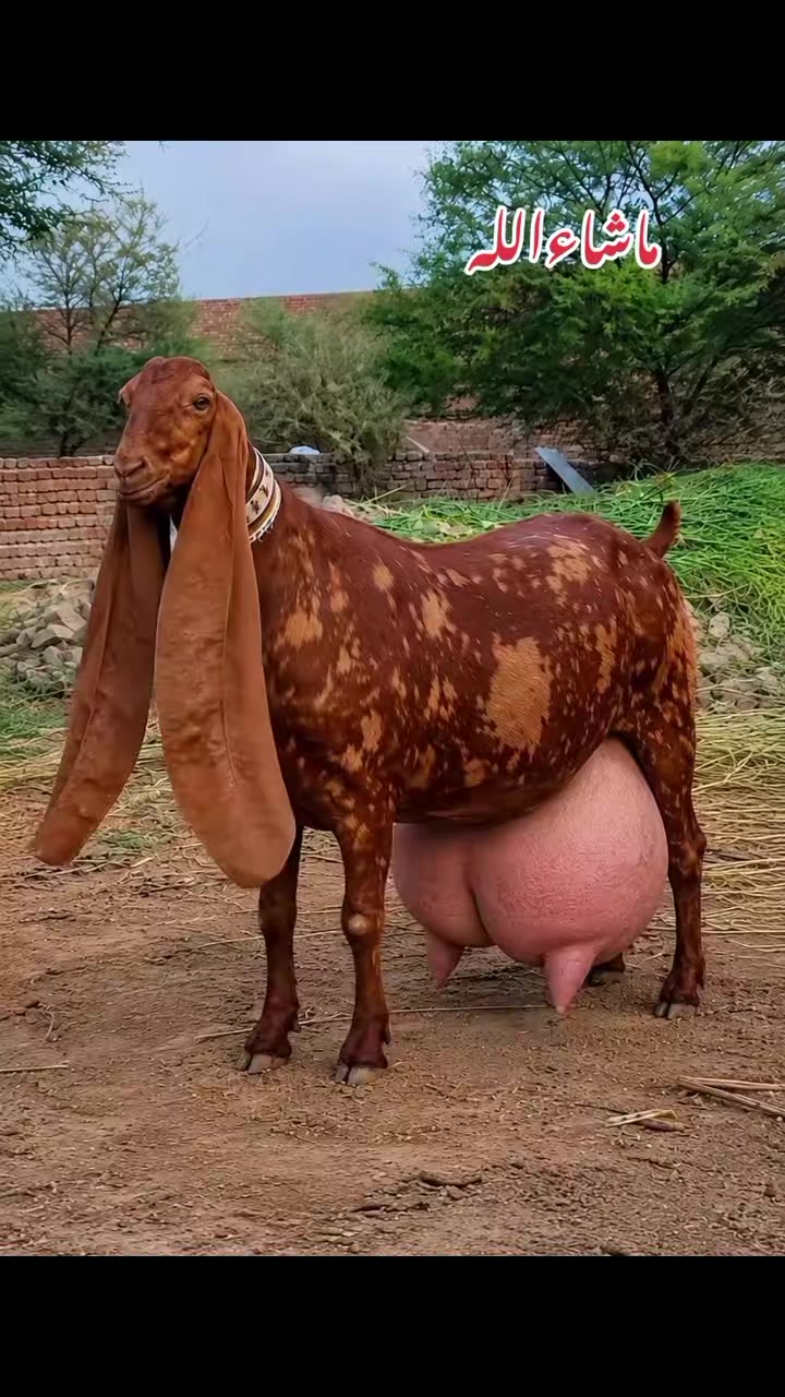 @Nasir Salman