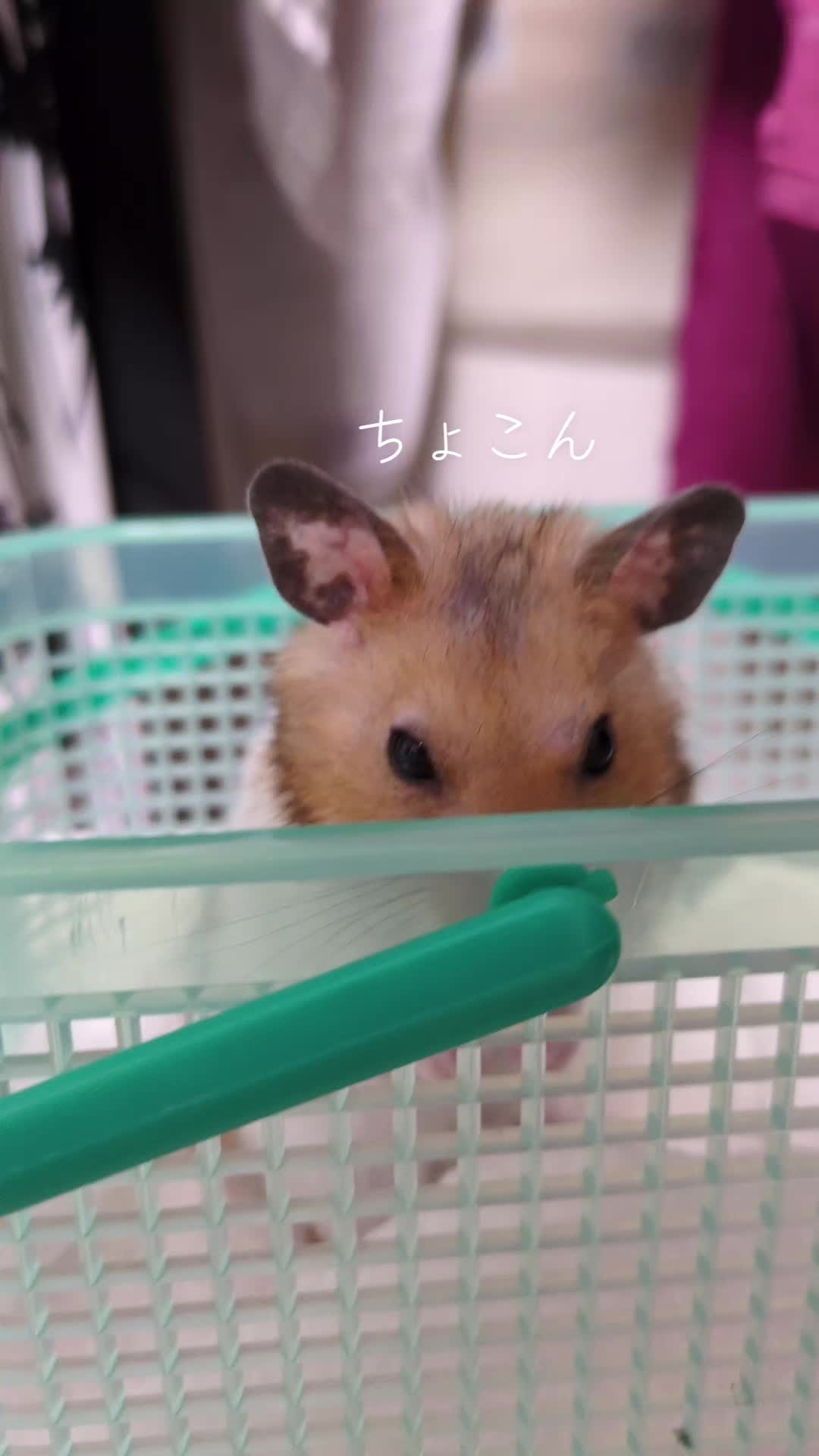 @๐นใใใก๐น