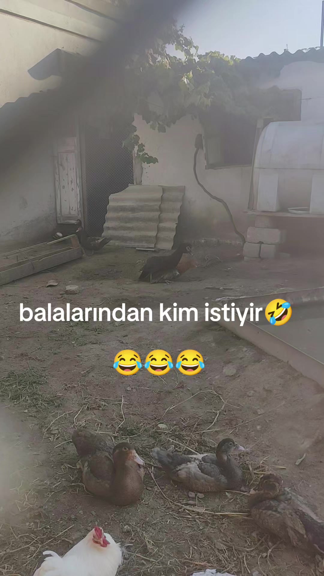 @MAŞTAĞA_QUŞCULUĞ