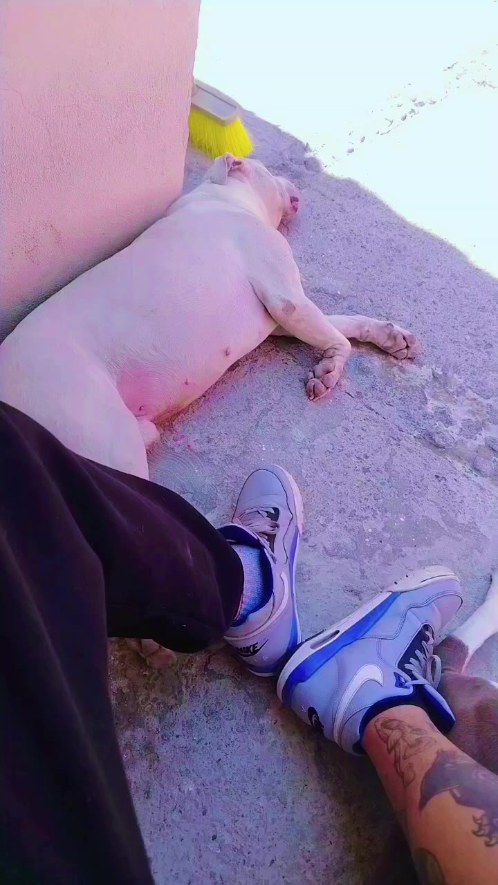 @frostisaurio
