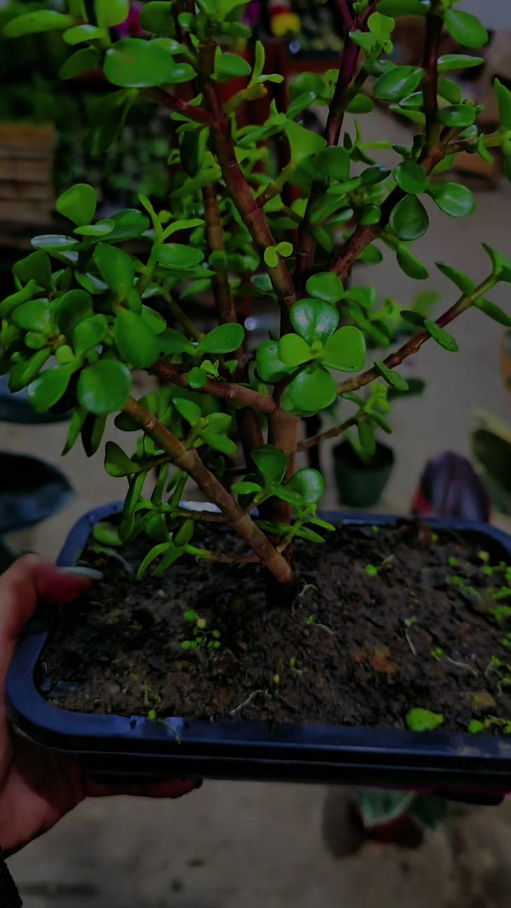 @Green House bonsai