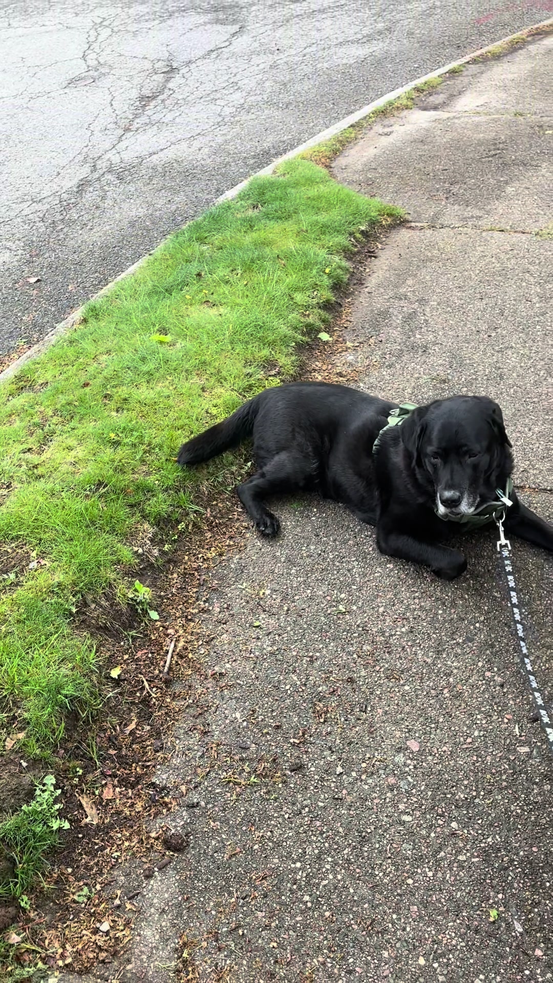 @rubenblacklab