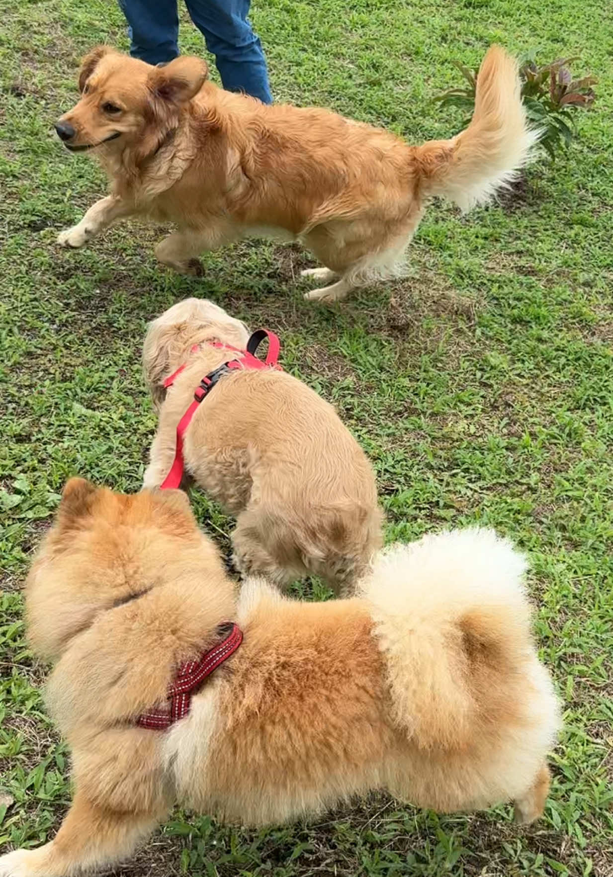 @Soy Milo 🐶
