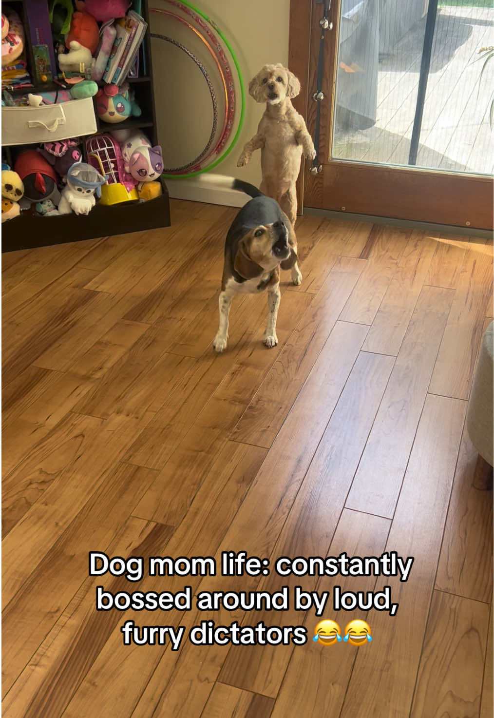 @ChloeCaboodleDoodle