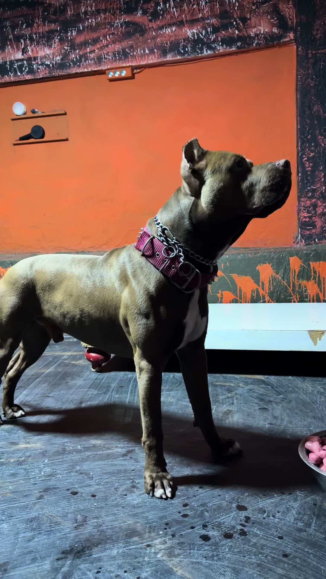 @BARUTBEYY🐶