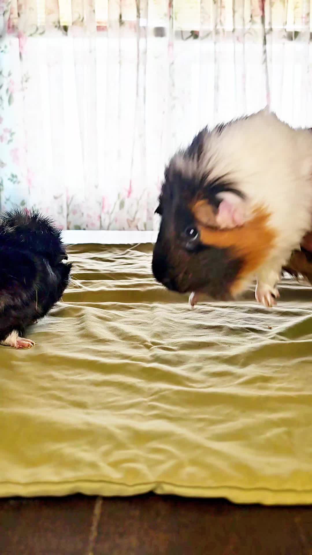 @♡GuineaPiggy♡